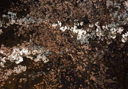桜